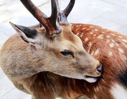 奈良公園の鹿