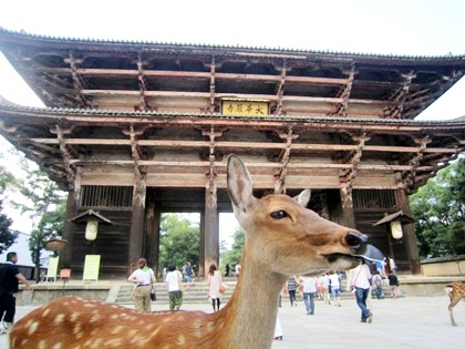 東大寺南大門　奈良公園の鹿