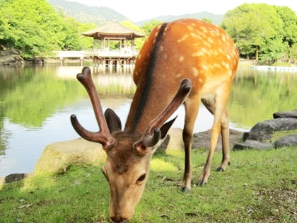 浮見堂と奈良公園の鹿