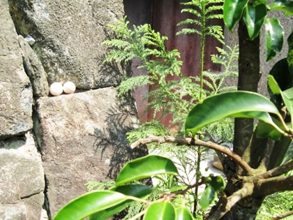 大神神社の卵　巳さん