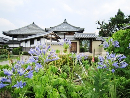 飛鳥寺とアガパンサスの花