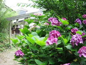 天岩戸神社の紫陽花