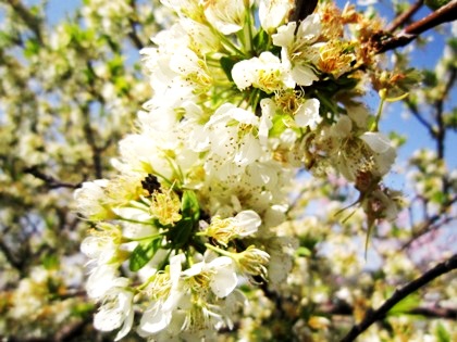 春の花