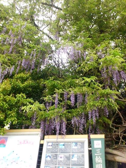 大神神社の藤