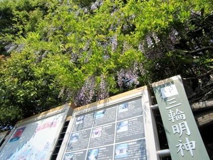 大神神社の藤