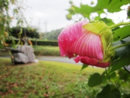 飛鳥資料館の芙蓉