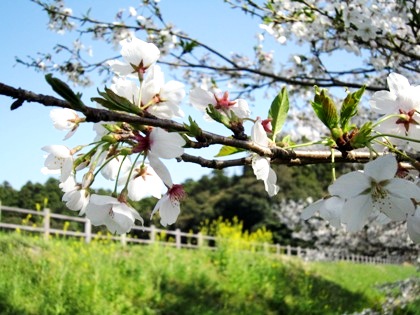 箸墓古墳の桜　桜の開花予想