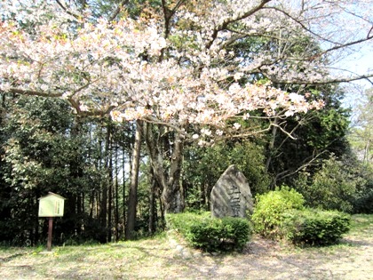 土舞台の桜　桜の開花予想