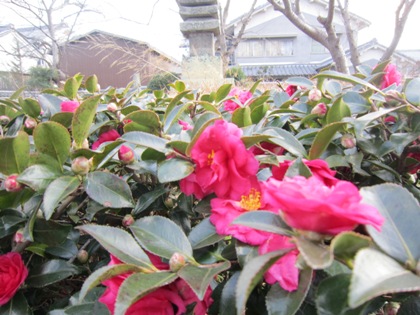 奥山久米寺跡に咲く花
