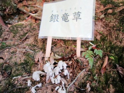 大神神社の銀竜草