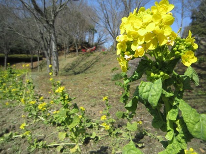 高松塚古墳に開花する菜の花