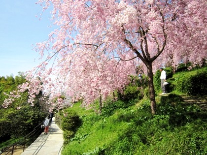 大美和の杜展望台の桜