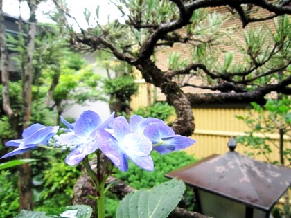 青い紫陽花　大正楼中庭