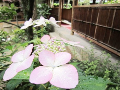 紫陽花　中庭の渡り廊下