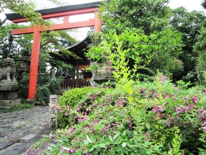 萩の花　漢国神社