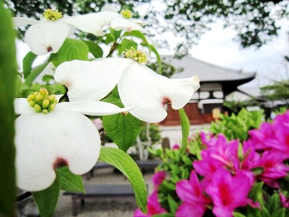 飛鳥寺のハナミズキ