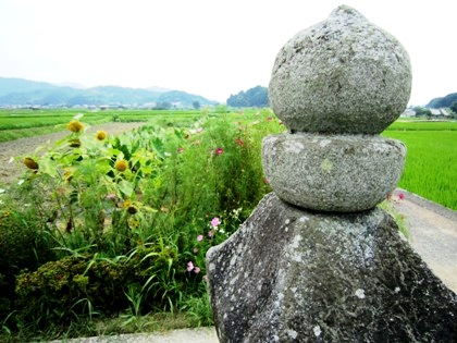 入鹿の首塚　飛鳥の向日葵