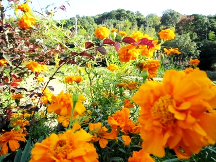 耳成山と花