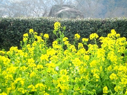 石舞台古墳の菜の花