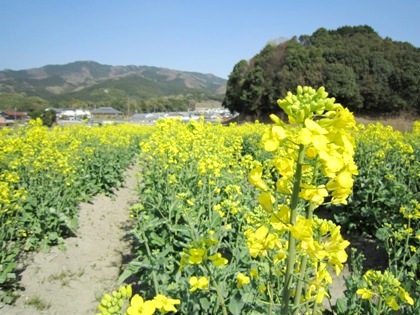 崇神天皇陵　菜の花