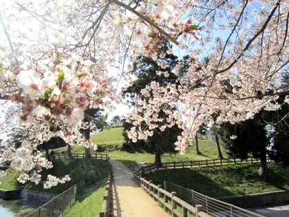 黒塚古墳と桜