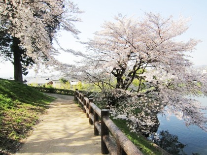 黒塚古墳と桜