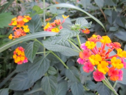 ランタナ　lantana