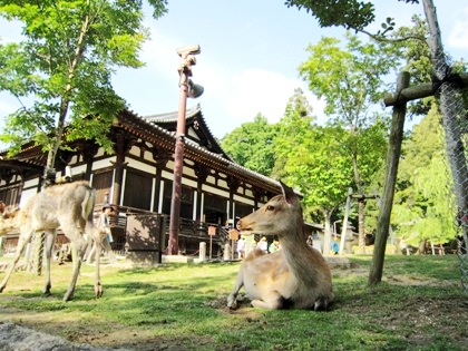 東大寺三月堂　法華堂