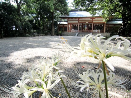 売太神社　白いヒガンバナ