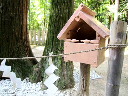 等彌神社の夫婦杉　紙垂