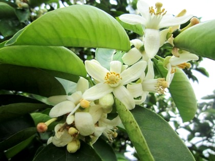 山の辺の道に咲くみかんの花