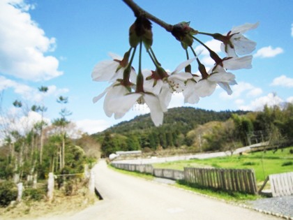 桧原神社近くの桜