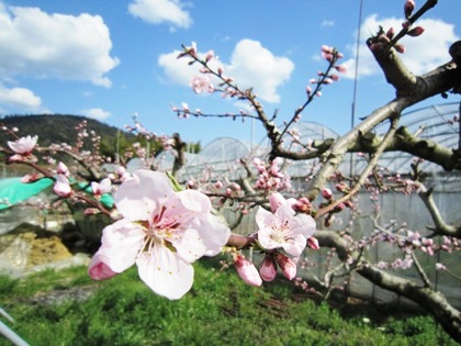 桃の花　三輪山