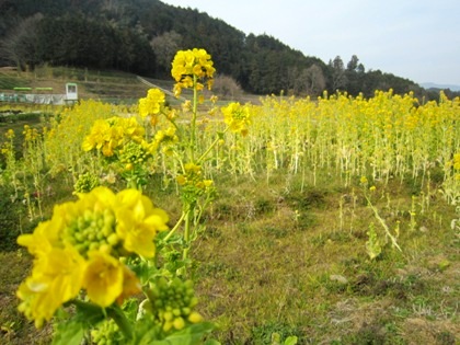 菜の花　卑弥呼の庄