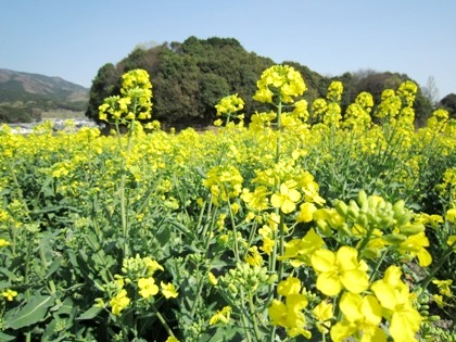 崇神天皇陵　菜の花