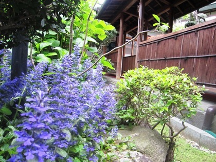 初夏の中庭風景