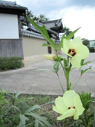 オクラの花