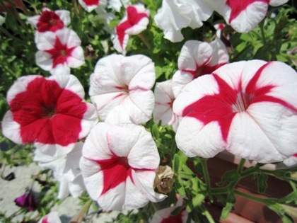 ペチュニア　つくばねあさがお　petunia