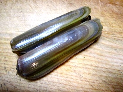 razor-clam　マテ貝