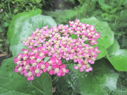 中庭に咲く花