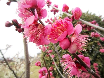 大和長寿道に開花する梅