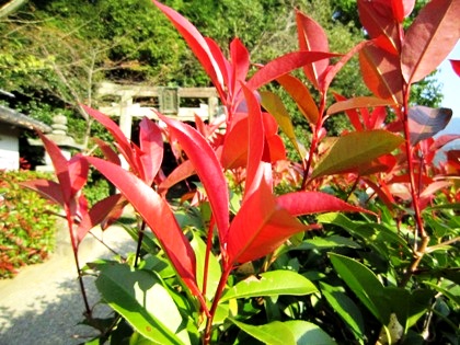 天満神社の紅葉