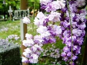 春日大社神苑の藤