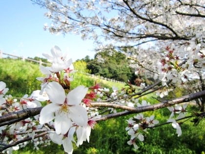 箸墓古墳の桜