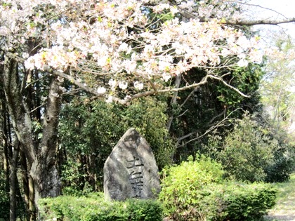 土舞台の桜