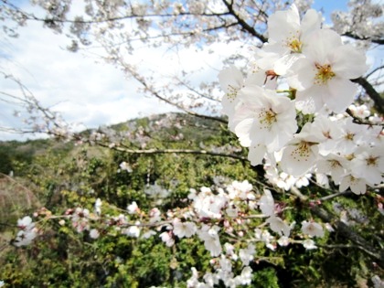 三輪山と桜