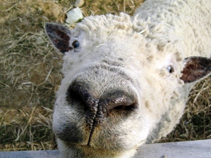 羊　動物ふれあい広場　卑弥呼の庄