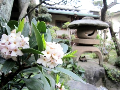 中庭に咲く春の花