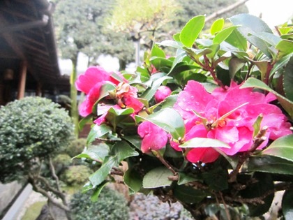 椿の開花する中庭
