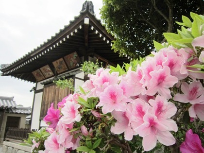 飛鳥寺思惟殿とツツジ